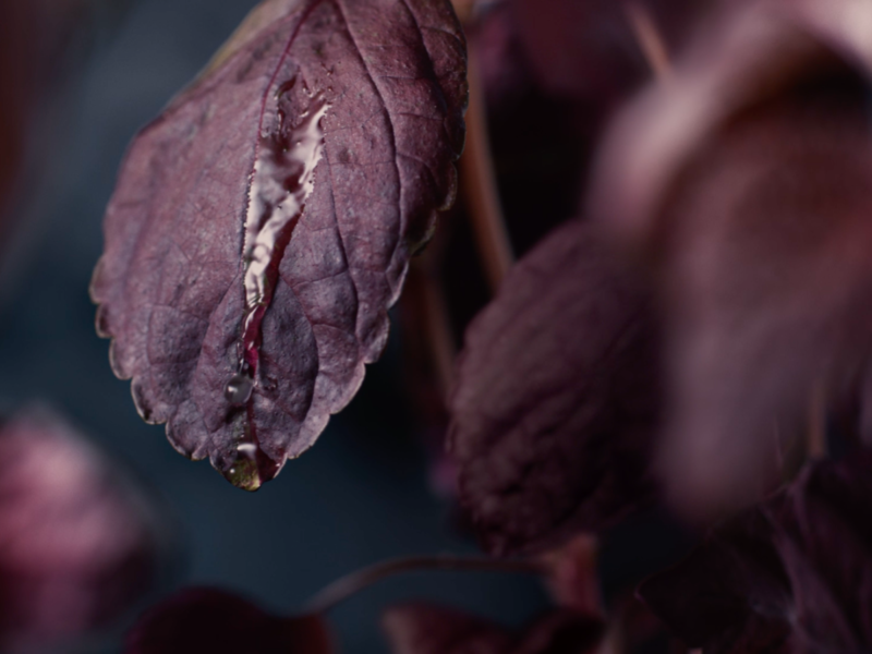 capture_d__cran_2019-05-16___23-38-29