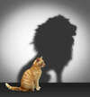 chat qui se voit en lion