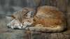 chat qui a sommeil