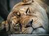tigre qui dort