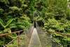 pont dans la nature