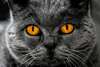 chat qui regarde