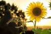 calmer son stress hypnose paris 14