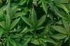 feuilles de cannabis
