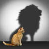 chat-avec-ombre-dun-lion coaching paris 14