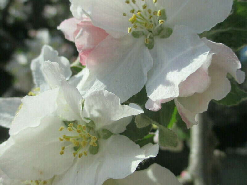 fleurs_de_bach_christelle_metton