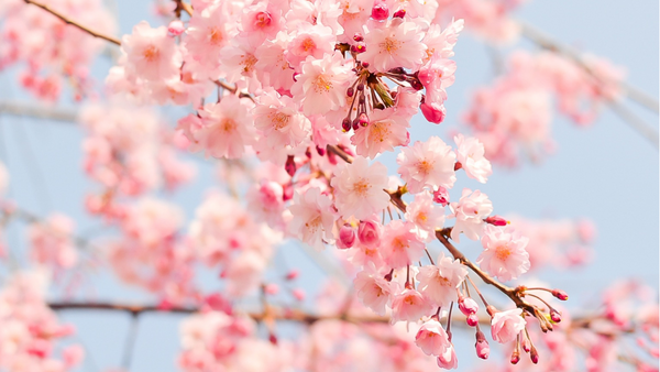 Les Fleurs de Bach classées par groupes émotionnels