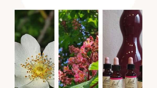 Rencontre autour des Fleurs de Bach: un moment partagé au coeur de notre village