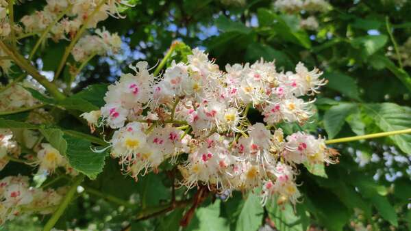 Comprendre les fleurs de Bach : la différence entre fleurs d’humeur et fleurs de type