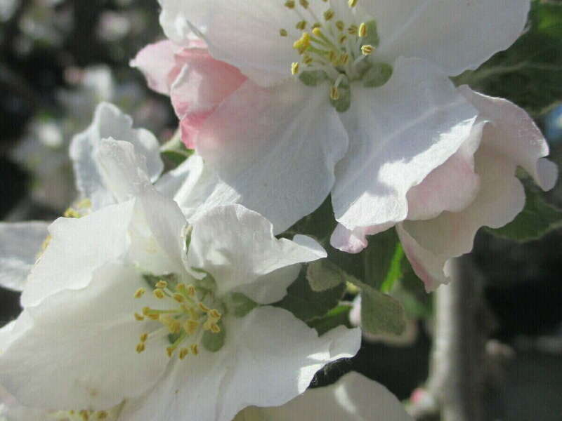 fleurs_de_bach_christelle_metton