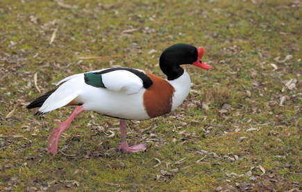 La stratégie du tadorne