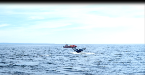 Baleines et tétras, écureuils…