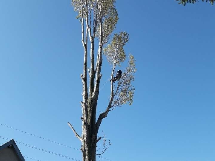 image520190708-3105368-19usmnp