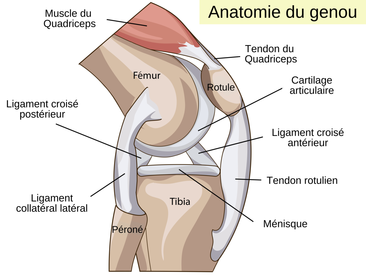 Le syndrome rotulien | AFC - Association Française de Chiropraxie