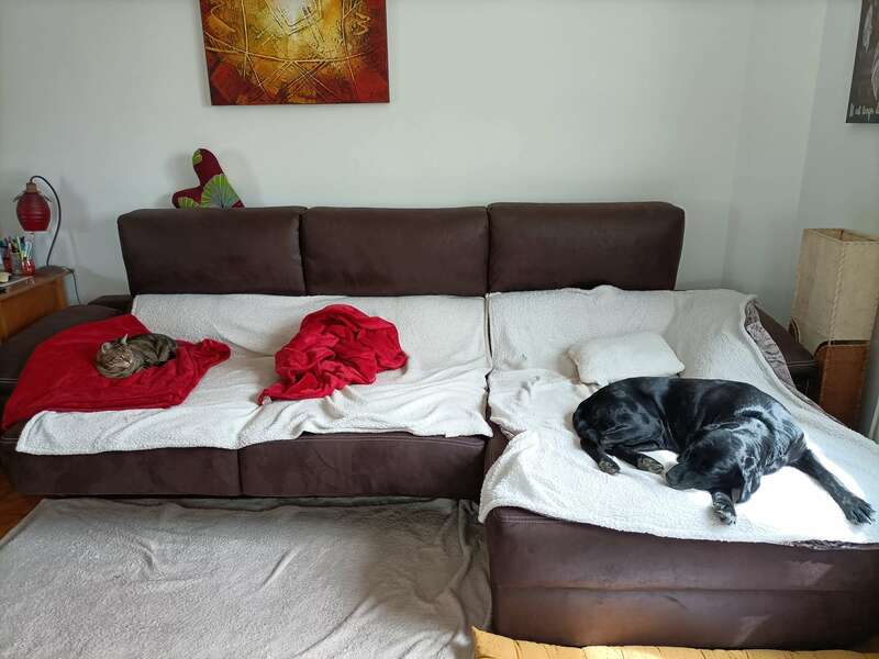 communication_animale