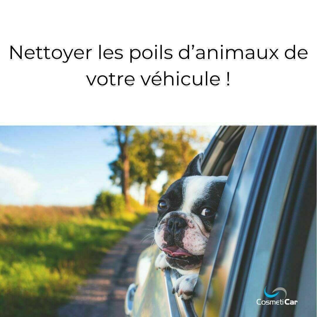 Nettoyer les poils d'animaux de son véhicule
