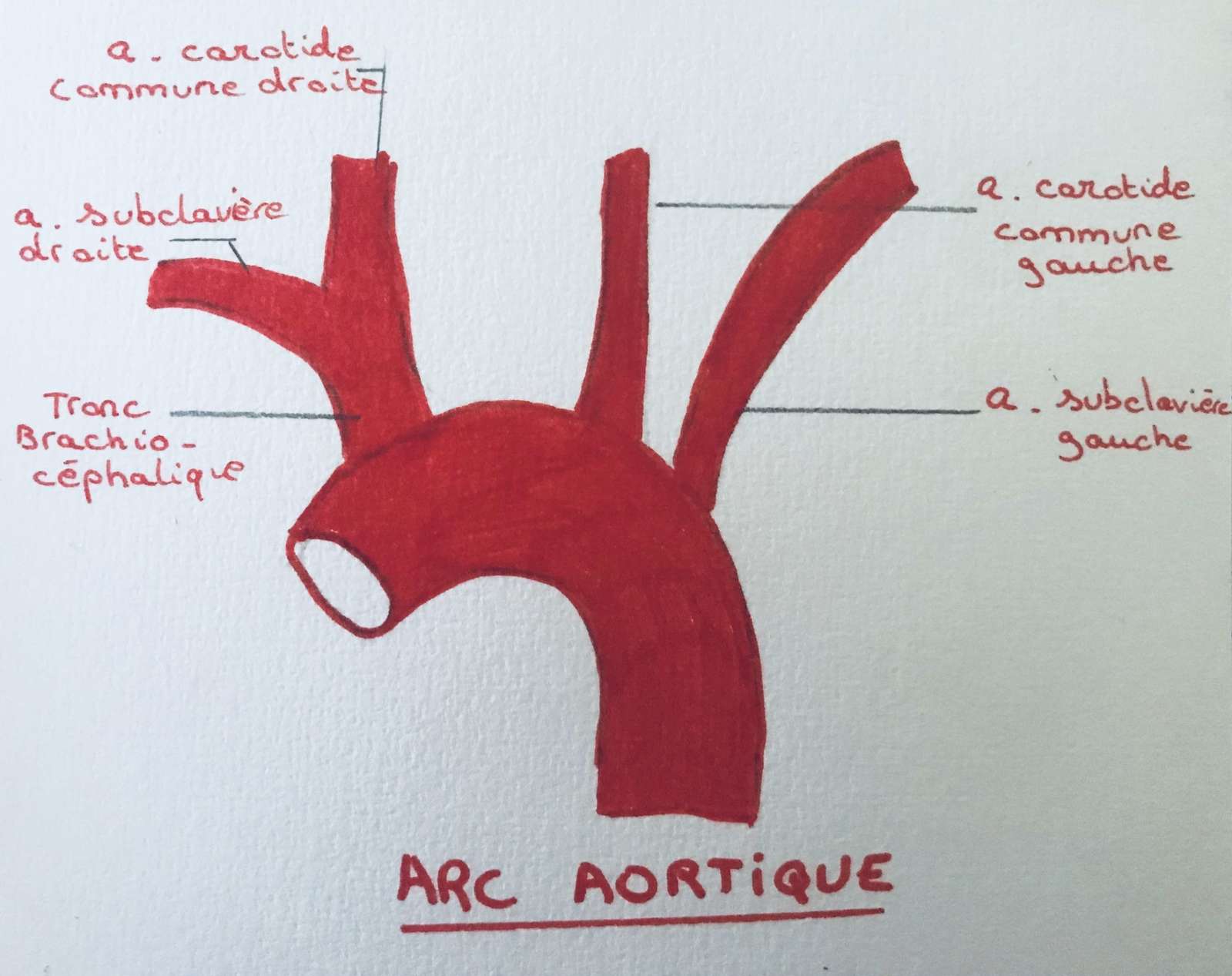 dissertation de l'aorte