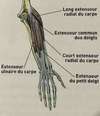 epicondyliens tennis elbow