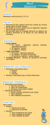 nerf femoral anatomie fiche