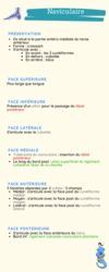 anatomie naviculaire fiche je suis un genie