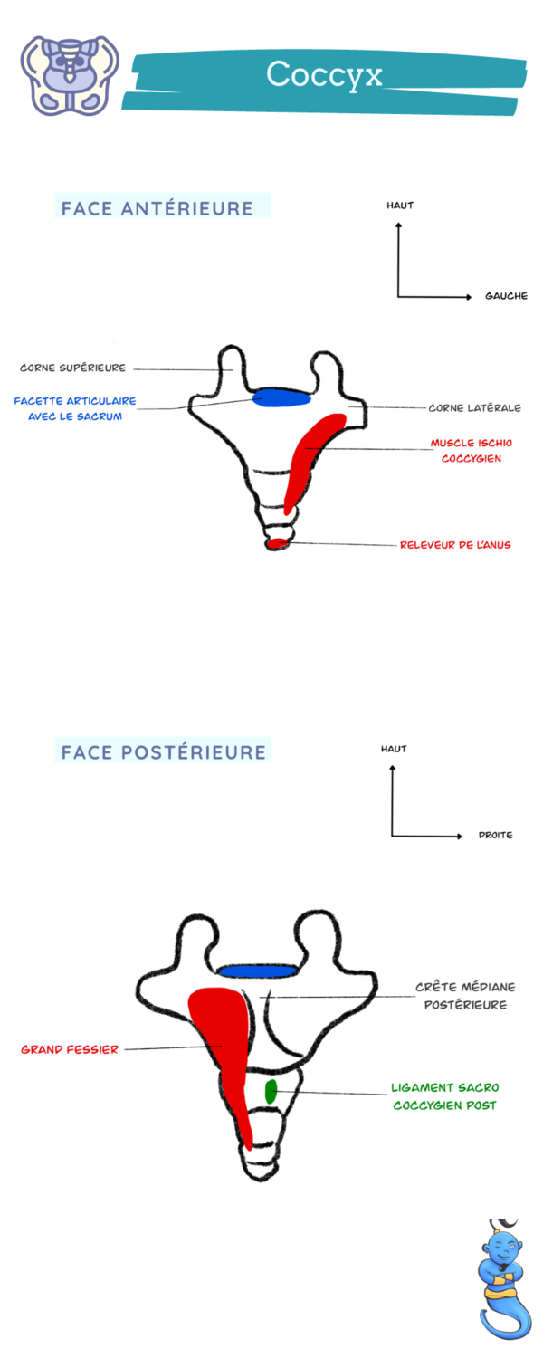 Douleur au coccyx et ostéopathie Blog