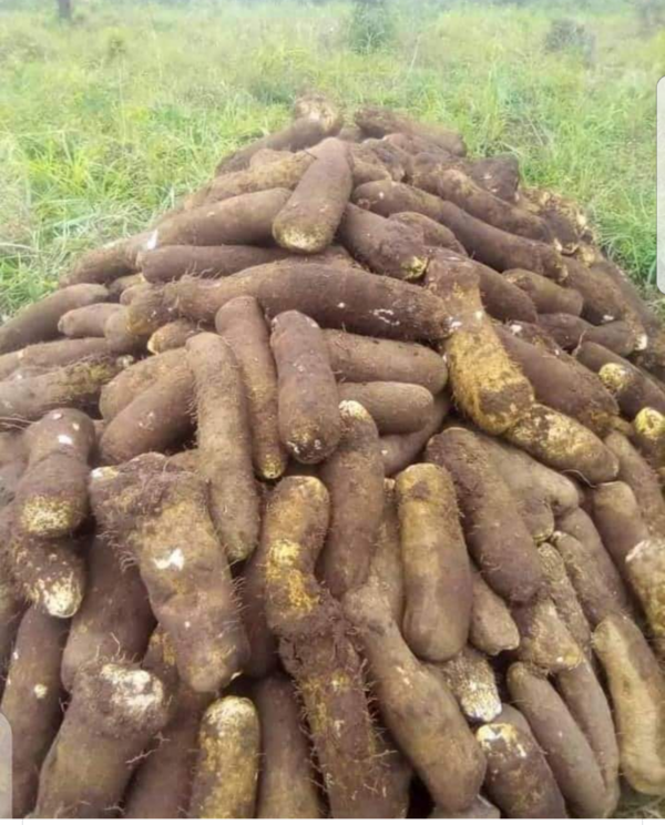 Fête de l’igname au Bénin : préserver les valeurs culturelles et cultuelles du peuple Mahi