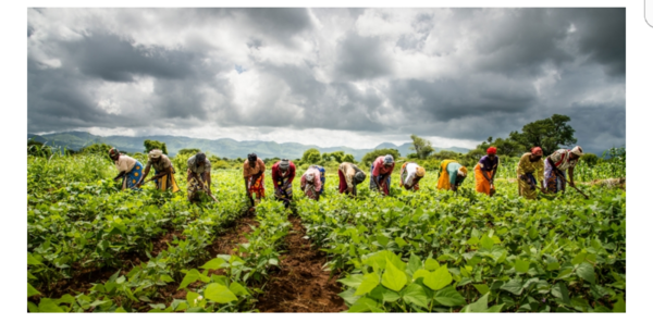 Agriculture : comment transformer le monde rural africain 