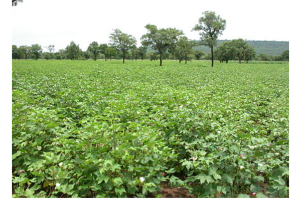 Changement climatique : la pluie sur commande pour sauver les productions agricoles au Bénin