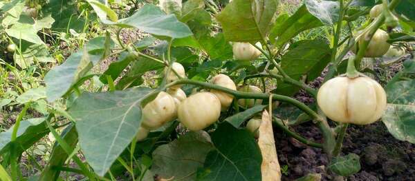 Côte d’Ivoire : William Gildas Saïzonou, un maraîcher passionné à Yamoussoukro