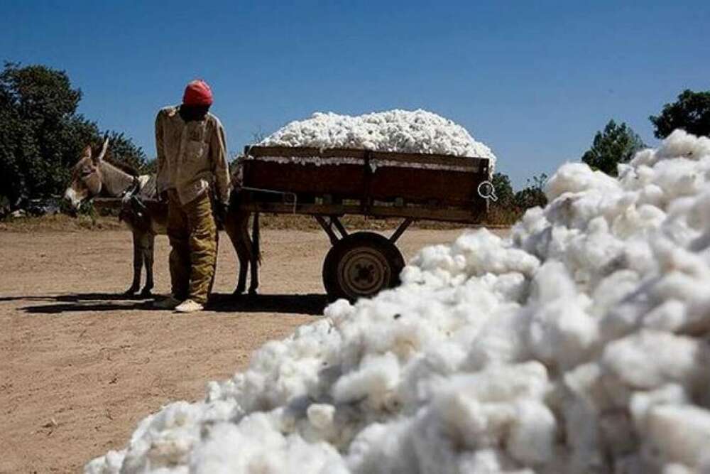 Mali 760 000 tonnes de coton produites au titre de la campagne 2021