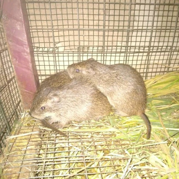 Aulacodiculture : un business très rentable pour Ange Emmanuel Octave Kablan