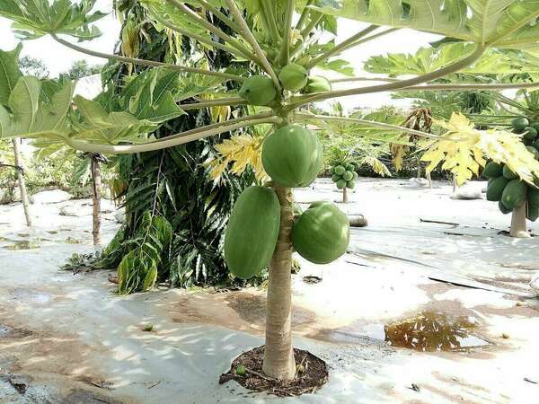 Centre agro-écologique de Songhaï au Bénin : promouvoir l’entrepreneuriat agricole en Afrique