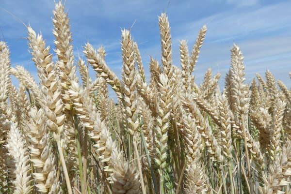 Sécurité alimentaire : la stratégie du Nigéria pour renforcer sa production de blé et mettre fin aux importations de céréales