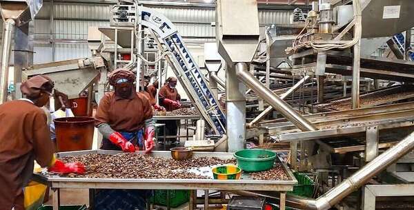 Burkina Faso : à Péni, une usine transforme l’anacarde et la mangue en moteur de développement rural