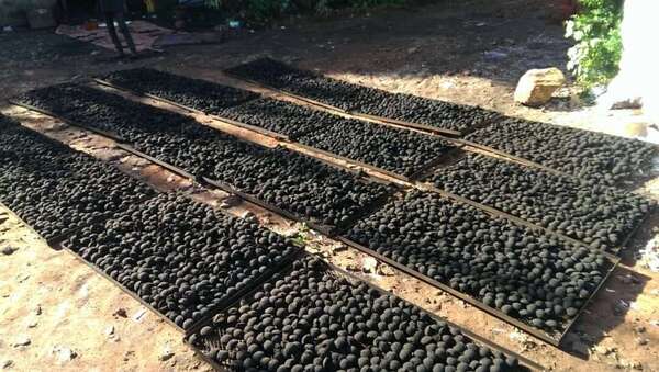 Makala Vert : quand les déchets agricoles deviennent une énergie de survie et de transition en RDC