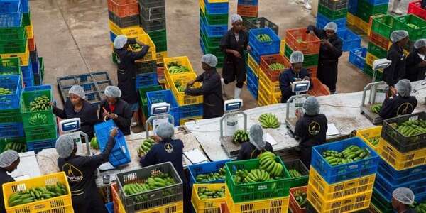 Twiga Foods : la technologie qui réinvente le chemin de la ferme au marché en Afrique