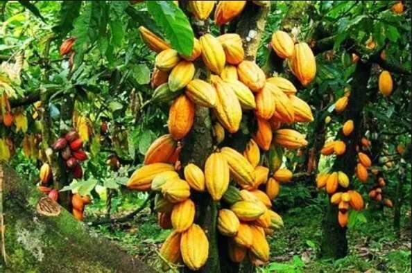 Vital Plus : en Côte d’Ivoire, une biosolution veut changer la lutte contre le Swollen Shoot du cacao