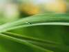 goutte d'eau sur une feuille